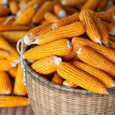 depositphotos_413971734-stock-photo-process-harvest-dried-corn-bamboo-370x370